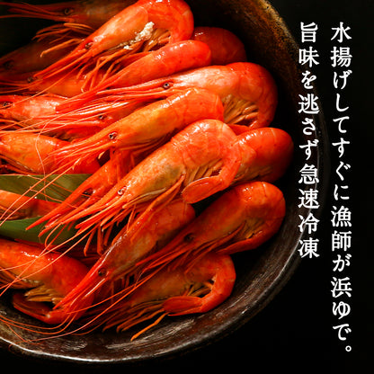 北海シマエビ 大 500g 目安25尾前後 北海道産 新鮮な素材の甘みと塩加減にこだわった極上逸品！シマエビ 海老 しまえび