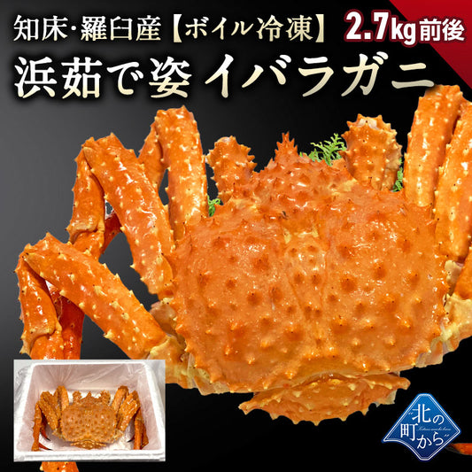 知床・羅臼産 イバラガニ 【浜茹で急速冷凍 姿】 2.7kg前後 茨蟹 茨ガニ 茨カニ いばらがに イバラカニ いばらかに 蟹 カニ タラバ蟹 たらばがに