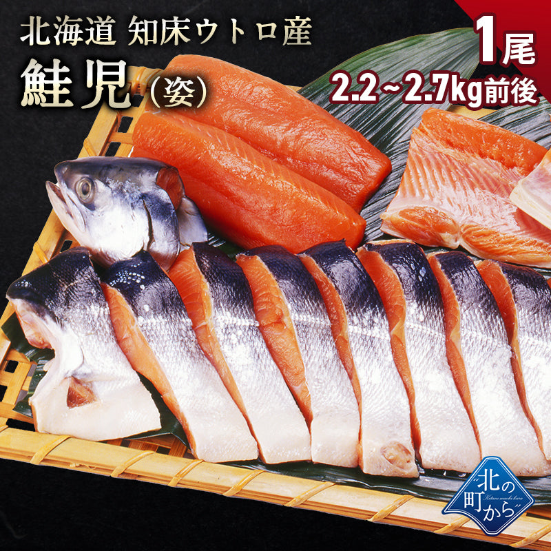 幻の鮭 鮭児 姿 北海道 知床ウトロ産 けいじ ケイジ 高級魚 – 北の町から