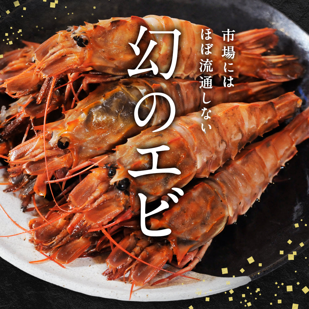 北海道 知床・羅臼産 ガサエビ 500g 栄養豊富な海で育ったエビは、旨みは濃く身は大きく！ ダイオウキジンエビ 魚貝 えび エビ 海老 冷凍 希少品 国産 産地直送 お取り寄せ グルメ 焼きエビ 海鮮鍋 味噌汁