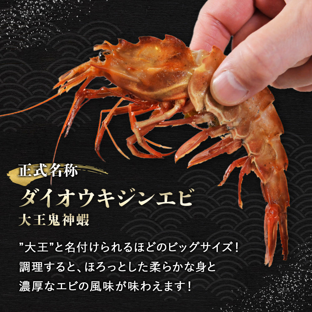 北海道 知床・羅臼産 ガサエビ 500g 栄養豊富な海で育ったエビは、旨みは濃く身は大きく！ ダイオウキジンエビ 魚貝 えび エビ 海老 冷凍 希少品 国産 産地直送 お取り寄せ グルメ 焼きエビ 海鮮鍋 味噌汁