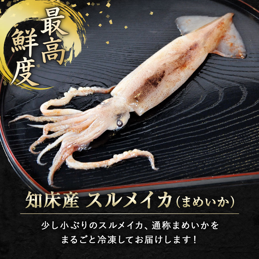 北海道 知床・羅臼産 スルメイカ 1kg(10杯前後) するめいか まめいか 豆いか いか イカ 烏賊 生冷 冷凍 お取り寄せ 国産 送料無料
