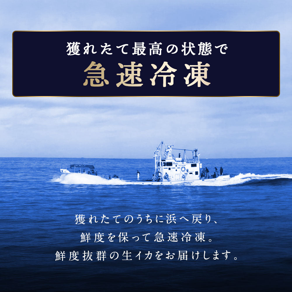 北海道 知床・羅臼産 スルメイカ 1kg(10杯前後) するめいか まめいか 豆いか いか イカ 烏賊 生冷 冷凍 お取り寄せ 国産 送料無料