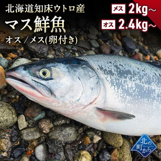 マス鮮魚 北海道 知床・羅臼産 オス2kg前後／メス卵付き1.5kg前後(メスの場合4,980円) とれたてを新鮮なうちに発送！ ます 鱒 鮮魚 産直 直送 冷蔵 チルド【同梱・着日指定不可】【水揚げ次第発送】