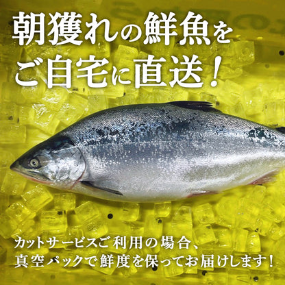 マス鮮魚 北海道 知床・羅臼産 オス2kg前後／メス卵付き1.5kg前後(メスの場合4,980円) とれたてを新鮮なうちに発送！ ます 鱒 鮮魚 産直 直送 冷蔵 チルド【同梱・着日指定不可】【水揚げ次第発送】
