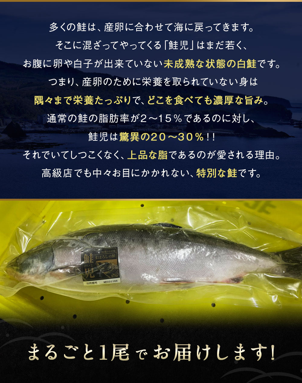 幻の鮭 鮭児 姿 北海道 知床ウトロ産 けいじ ケイジ 高級魚