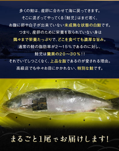 幻の鮭 鮭児 姿 北海道 知床ウトロ産 けいじ ケイジ 高級魚